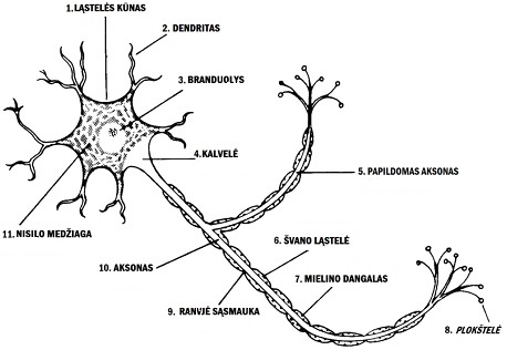 Neuronas