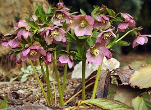 Rausvaiedis eleboras