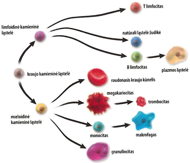Evolution of Blood Stem Cell