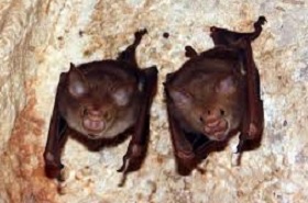 Kiaulianosiniai iknosparniai