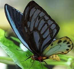 Aleksandros paukiasparnis