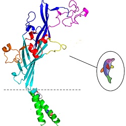 ATF molekul; delfinas
