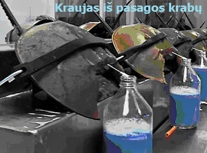 Krabo pasagos kraujas