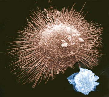 Macrophage