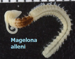 Krabo pasagos kraujas