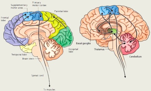 Brain motor areas