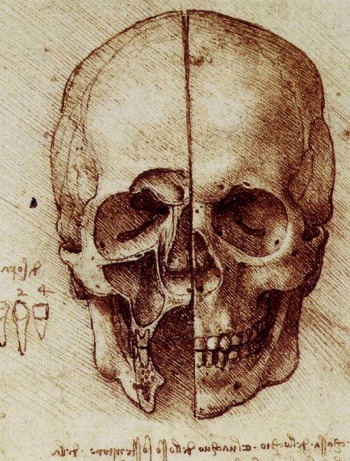 Leonardo da Vinci. Skull drawing