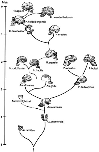 Evolution diagram