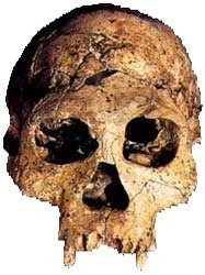 Skull from Dmanisi