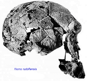 Homo rudolfensis