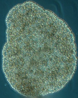 Trichoplax adhaerens