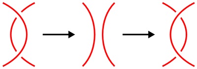 Reidemeisterio jimai. No.2