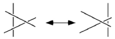 Reidemeisterio jimai. No.3