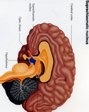 Suprachiazmatinis branduolys