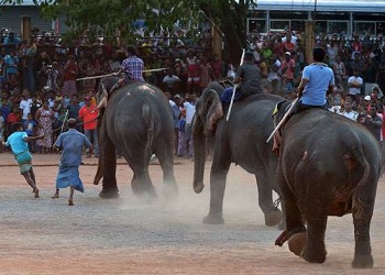 Drambli lenktyns ri Lankoje