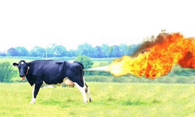 Farting Cow
