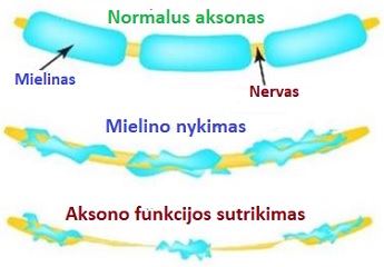 Mielino nykimas