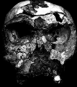 Homo habilis - Twiggy