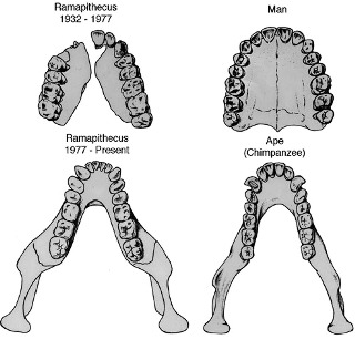 Teeth of Ramapithecus