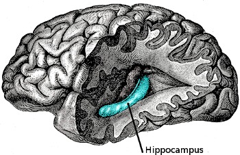 Hippocampus in the Brain