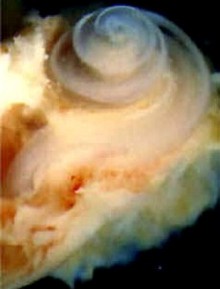 Cochlea / sraig (vidin ausis)