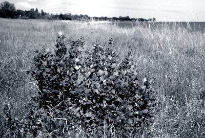 Shedish gooseberry shrub