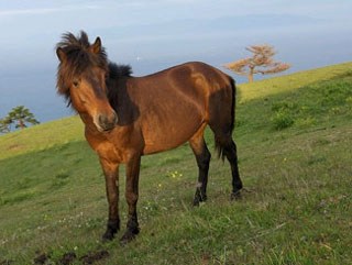 Horse in Japan