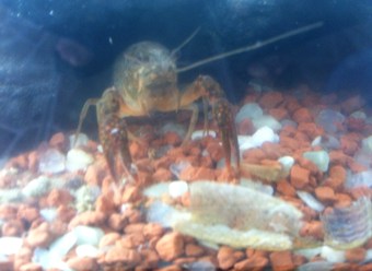 crayfish slaughting off