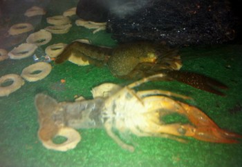 crayfish slaughted off