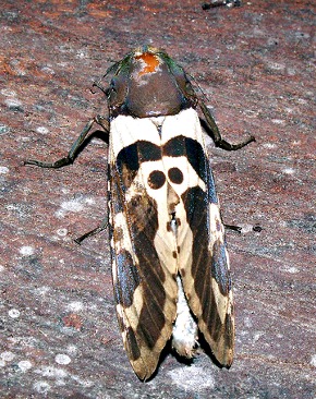 Medgris. Carperter Moth