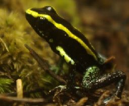 Auksajuost lapalaip varl