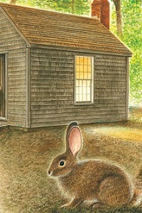 Hare at cabin
